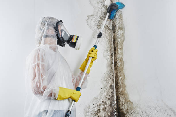 Best Residential Mold Removal  in Muhlenberg Rk, PA