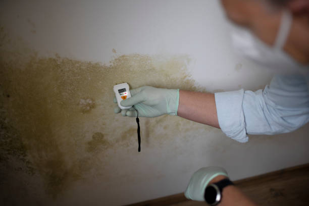 Crawl Space Mold Removal in Muhlenberg Park, PA