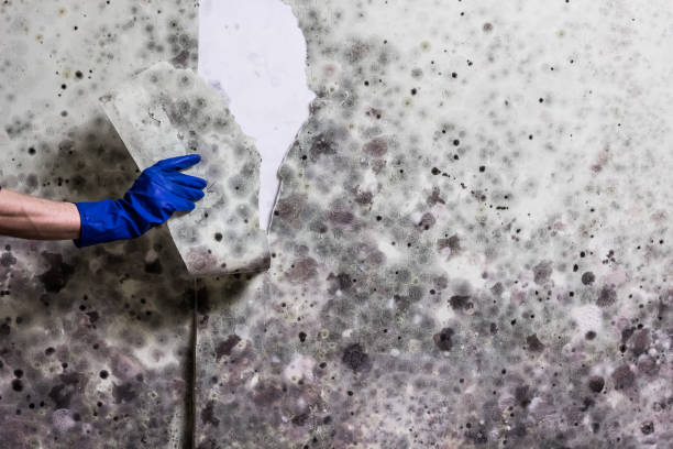 Professional Mold Removal in Muhlenberg Park, PA