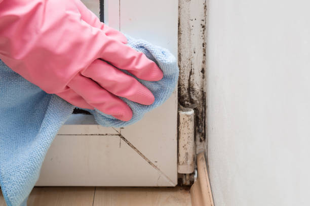 Best Professional Mold Removal  in Muhlenberg Rk, PA
