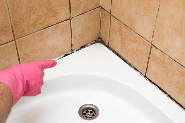 Mold Testing and Removal in Muhlenberg Park, PA